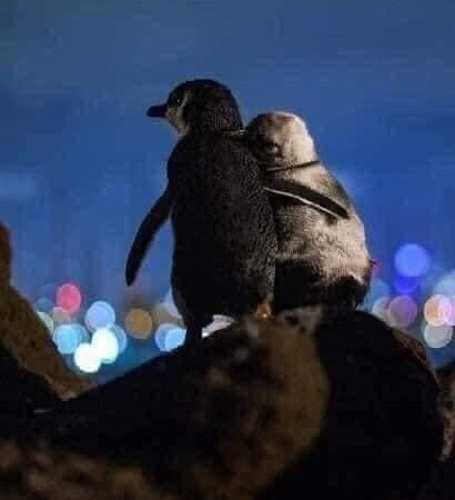 ¿Amas cómo los pingüinos?