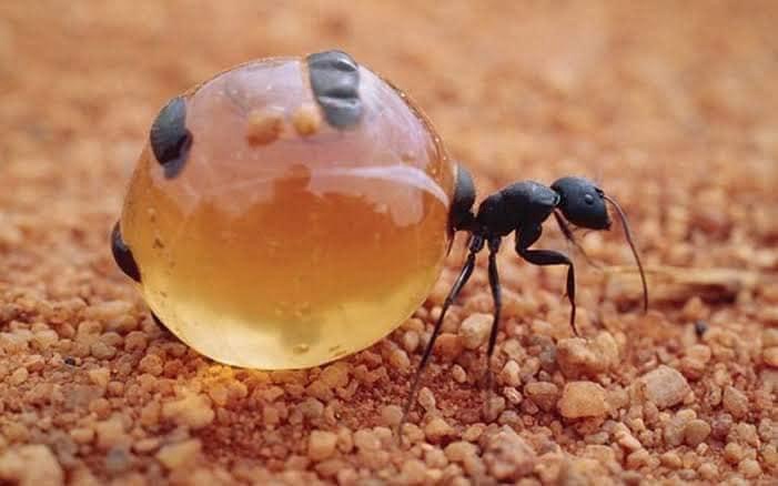 Hormiga mielera, de México para el mundo