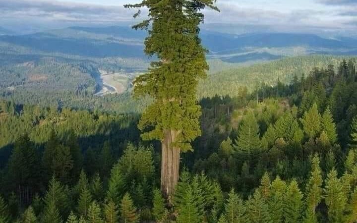 ¿Sabías Qué? El árbol más alto del mundo es un ejemplar de secuoya roja llamado «Hyperion»
