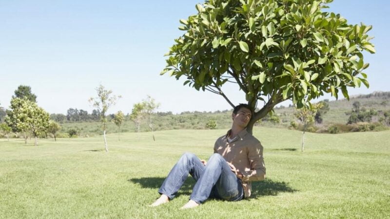 Estos son los árboles que crecen rápido y dan mucha sombra, ideales contra el calor