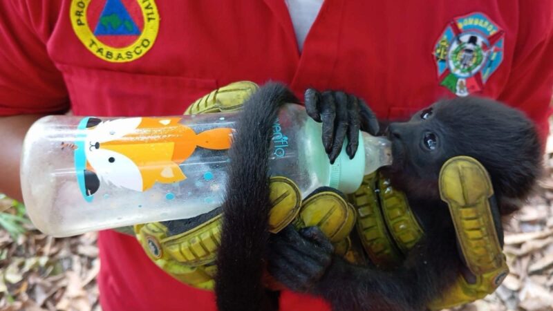 Por golpe de calor monos aulladores están muriendo en Tabasco y Chiapas