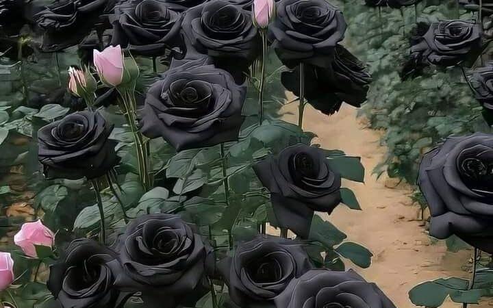 Halfeti, el mágico distrito turco que oculta una ciudad sumergida