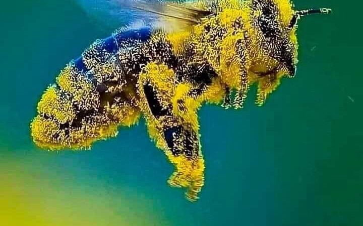 Una abeja obrera para producir un solo kilo de miel debe realizar un trabajo titánico