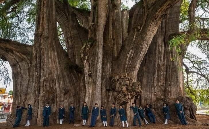 El Árbol del Tule en Oaxaca, México de más de 2,000 años de antigüedad