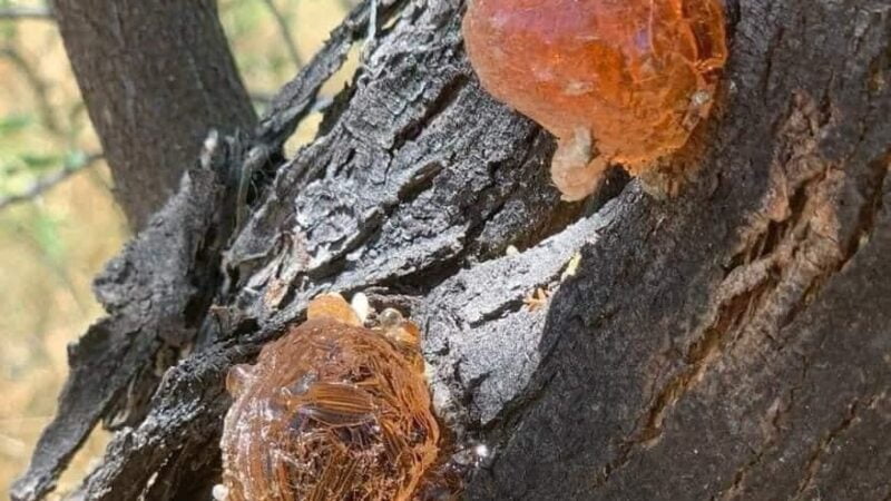 La goma del mezquite mejor conocida en el norte de México como “Chucata”