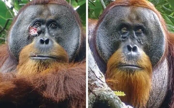 Orangután cura sus propias heridas…