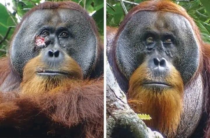 Orangután cura sus propias heridas…