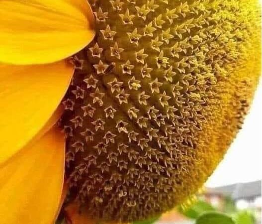 El girasol no es realmente una flor