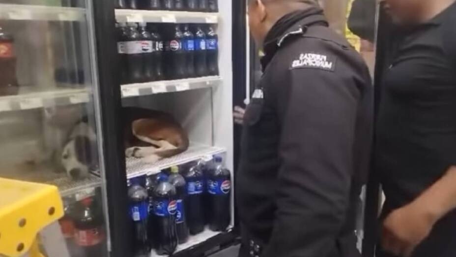 Perrito se mete en refrigerador de tienda para huir del calor en Yucatán