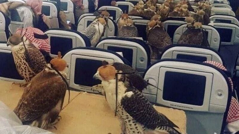 Las excentricidades que puede permitirse darse un jeque