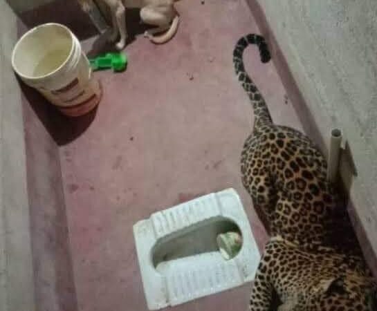 Cuando se pierde la libertad; esto pasó entre un perro y un leopardo