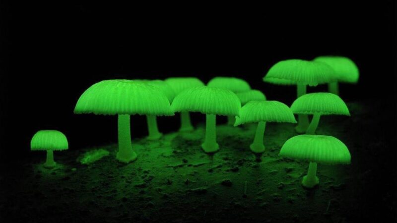 Hongo verde bioluminiscente; un fenómeno fascinante en Japón