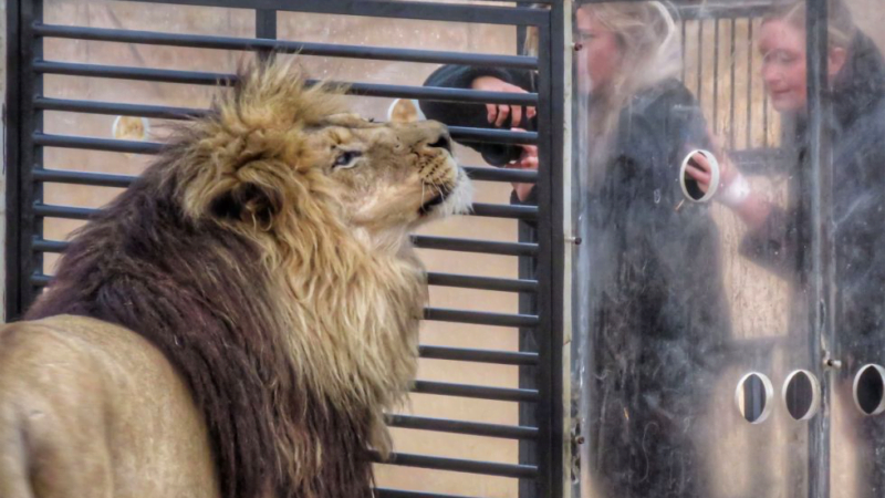 Un «zoológico inverso» encierra a los visitantes en una jaula y los leones caminan alrededor