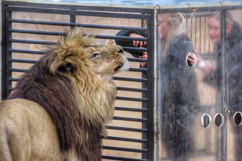 Un «zoológico inverso» encierra a los visitantes en una jaula y los leones caminan alrededor