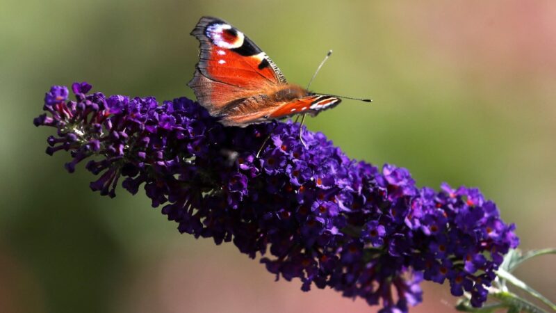 ¿Cuáles son las diferencias entre las mariposas y las polillas?