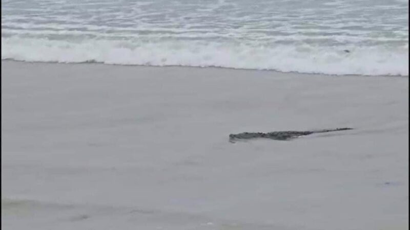 ¡ALERTA! Presencia de cocodrilos en Playa Miramar
