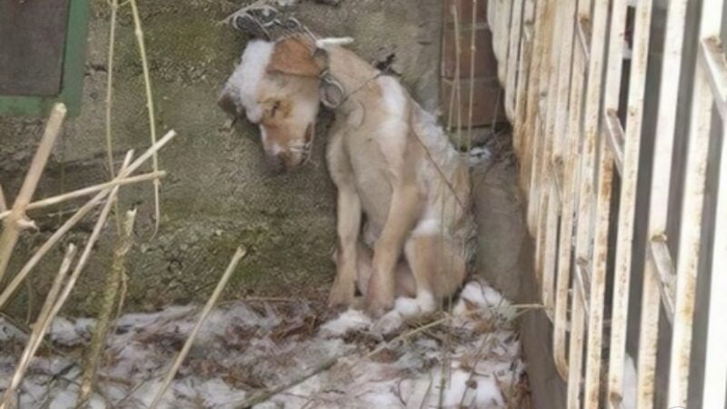 ¡Inhumano! Perrito muere congelado y encadenado en el patio de la casa