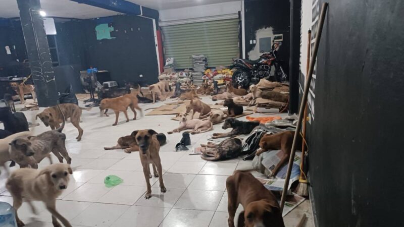 ¡Lograron resguardarlos! Más de 50 perritos evacuados ante el paso del huracán “Beryl” en Quintana Roo