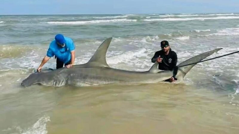 Capturan a tiburón que atacó a turistas en playa de la Isla del Padre, Estados Unidos