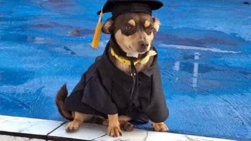 “Canelo”, perrito callejero se gradúa del Cecyteg, Guanajuato y enternece las redes sociales