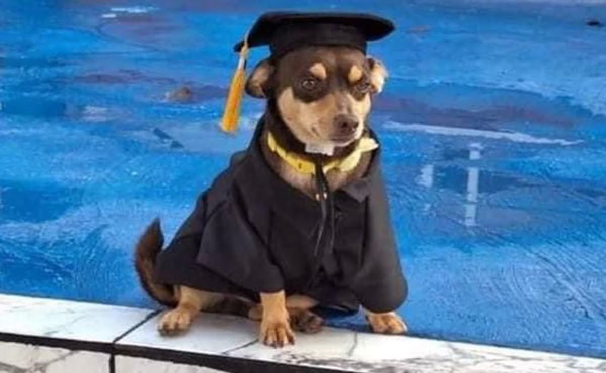 “Canelo”, perrito callejero se gradúa del Cecyteg, Guanajuato y enternece las redes sociales