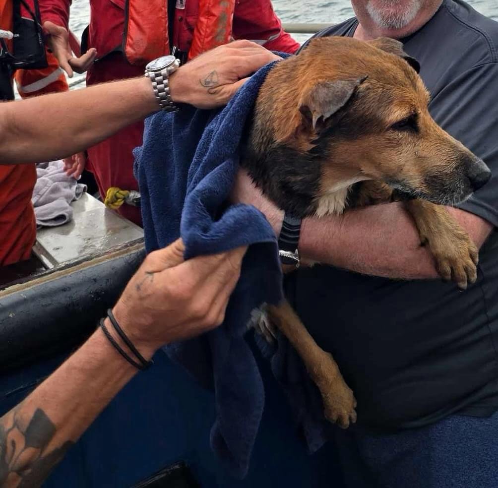 Se rescata perro en el mar, a 4 millas de Coatzacoalcos Veracruz México
