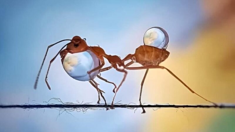 Hormigas transportan pequeñas gotas de agua mientras caminan sobre una cuerda