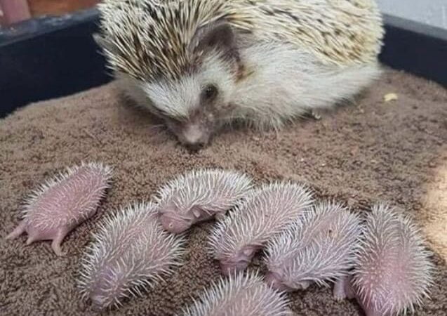 Así nacen las crías de erizo