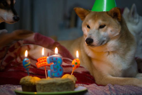 5 tips para celebrar el cumpleaños de tu perro