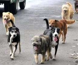 Día Mundial del Perro: por qué se celebra cada 21 de julio