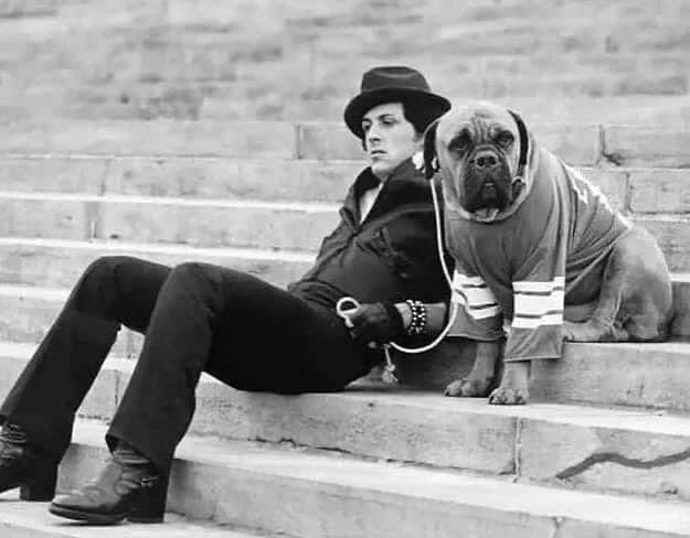 Sylvester Stallone tuvo que vender a su perro «Butkus» para comprar comida, cuando le llegó el éxito lo recuperó