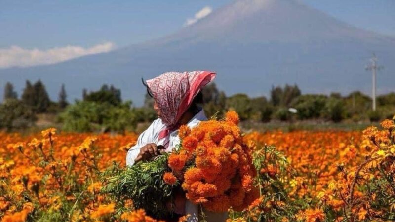 Cempasúchil, una bella leyenda convertida en flor