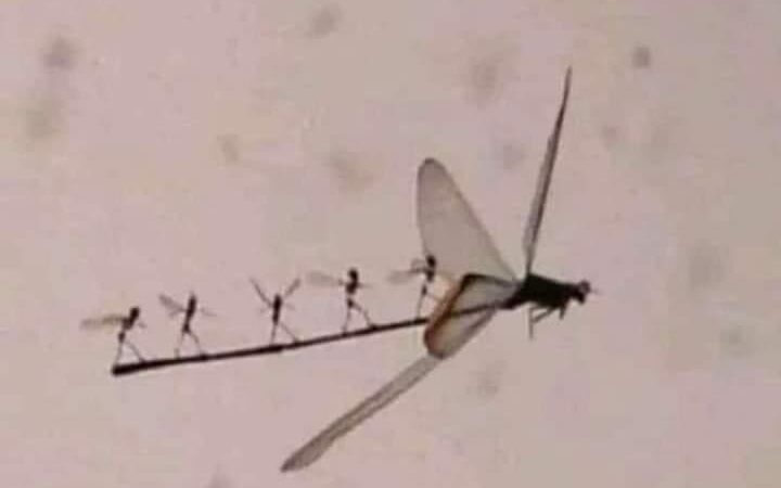 Fotógrafo Mexicano capta extraordinaria imágen de seres elementales a bordo de una libélula