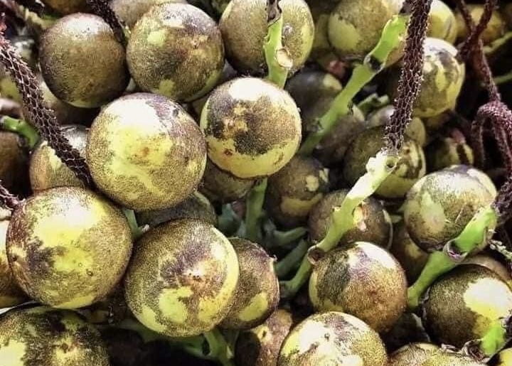 Coyol, fruta poco conocida que parece un coco pequeño