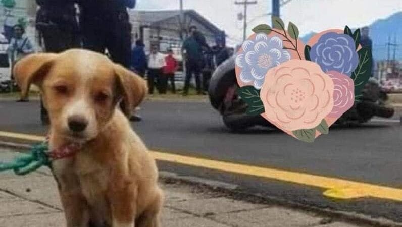 Cachorrita sobrevive a trágico accidente y su dueña fallece, la acababa de adoptar.
