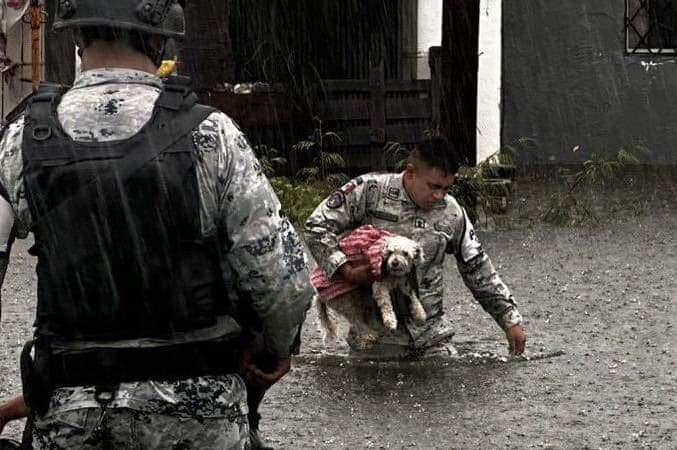 Rescatan a perros y gatos de las inundaciones en Acapulco tras paso del huracán “John”