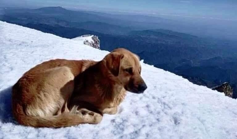 Un perro en el Pico de Orizaba en México