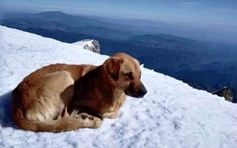 Un perro en el Pico de Orizaba en México