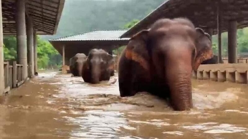 Un centenar de elefantes rescatados escapan de las inundaciones en un santuario del norte de Tailandia