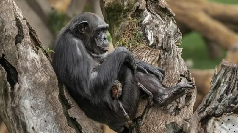 El duelo de «Natalia», la chimpancé que cargó siete meses el cuerpo sin vida de su cría