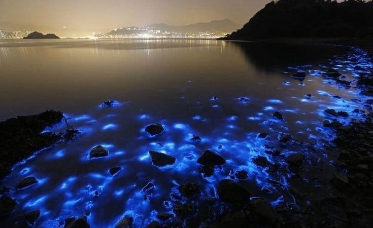 El Espectáculo Natural del Plancton Fluorescente en las Playas de Tailandia