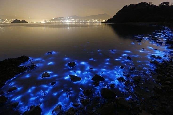 El Espectáculo Natural del Plancton Fluorescente en las Playas de Tailandia
