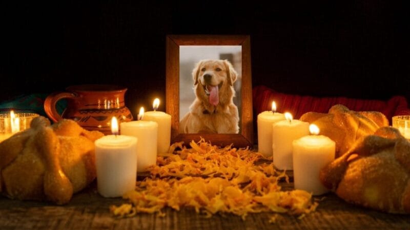 Día de Muertos para Mascotas: Recordando a Nuestros Compañeros en el Más Allá
