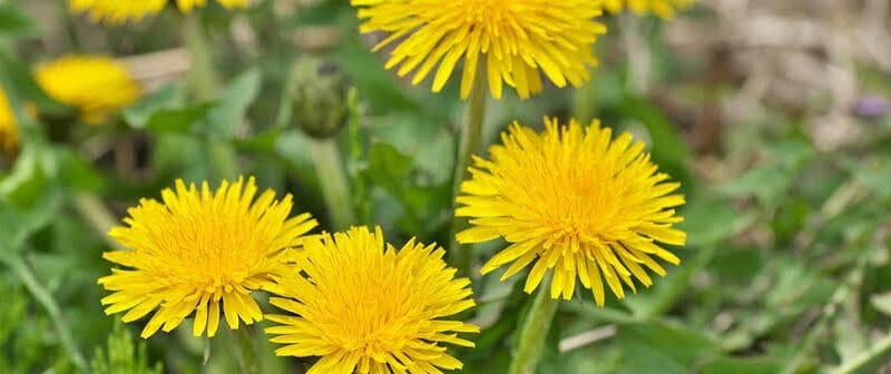 La flor diente de león es la única flor que representa los tres cuerpos celestiales del sol, la luna y las estrellas