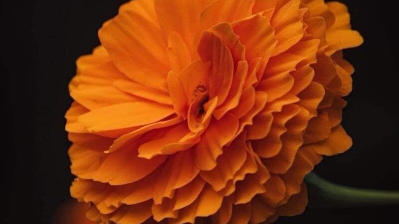 La Leyenda de la Flor de Cempasúchil