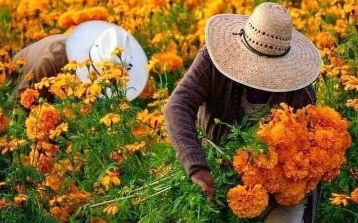 Cempasúchil mexicano, único y auténtico, es mucho más que una flor