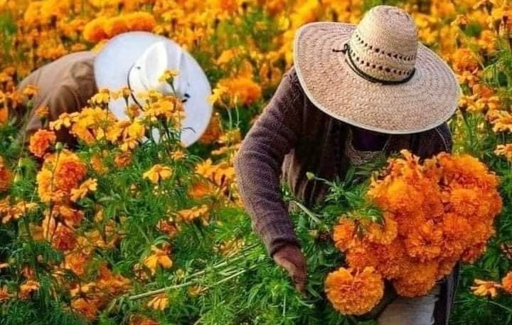 Cempasúchil mexicano, único y auténtico, es mucho más que una flor
