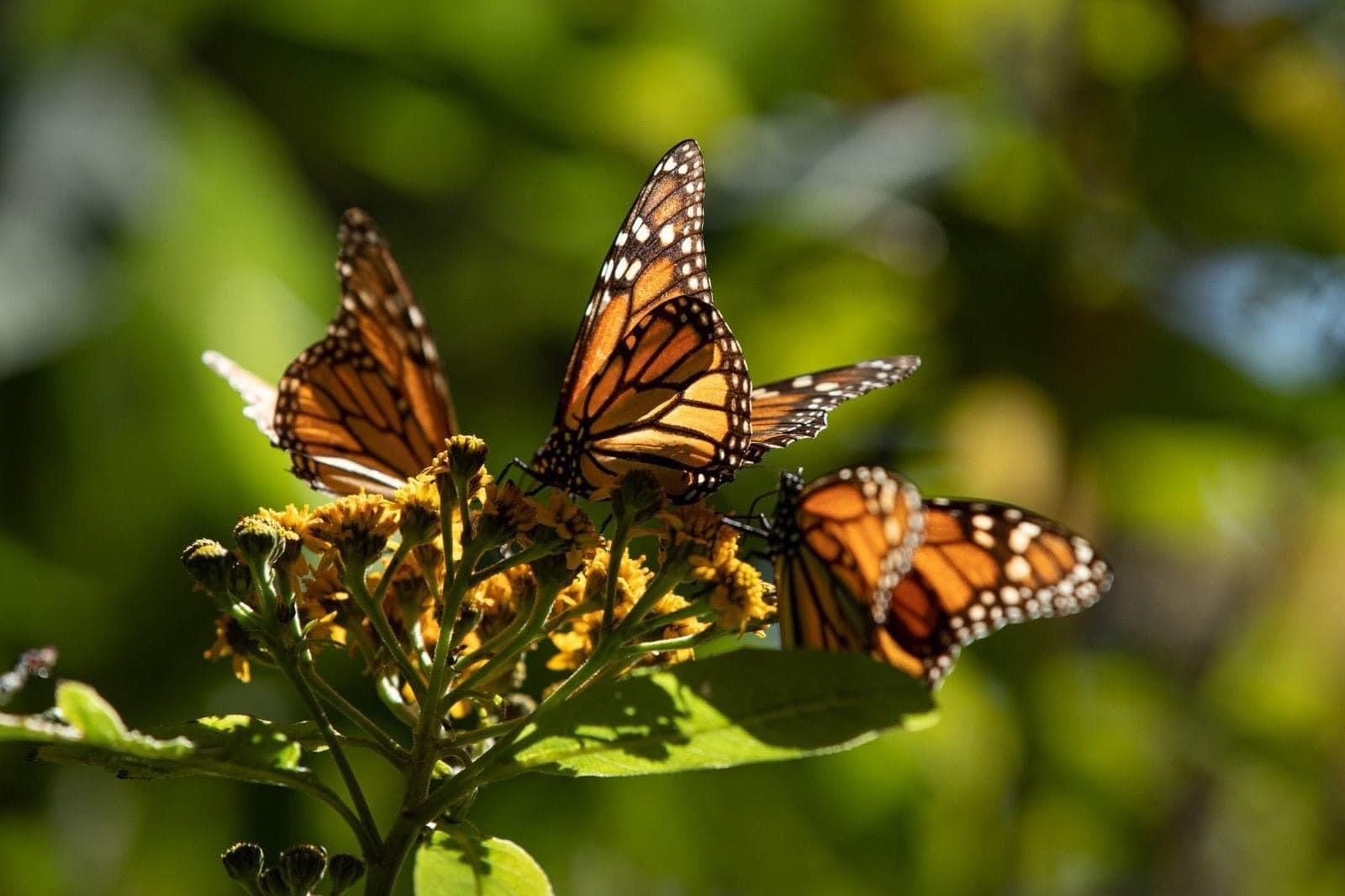 Llegan las Mariposas Monarca a Michoacán, acompañaron durante el Día de Muertos