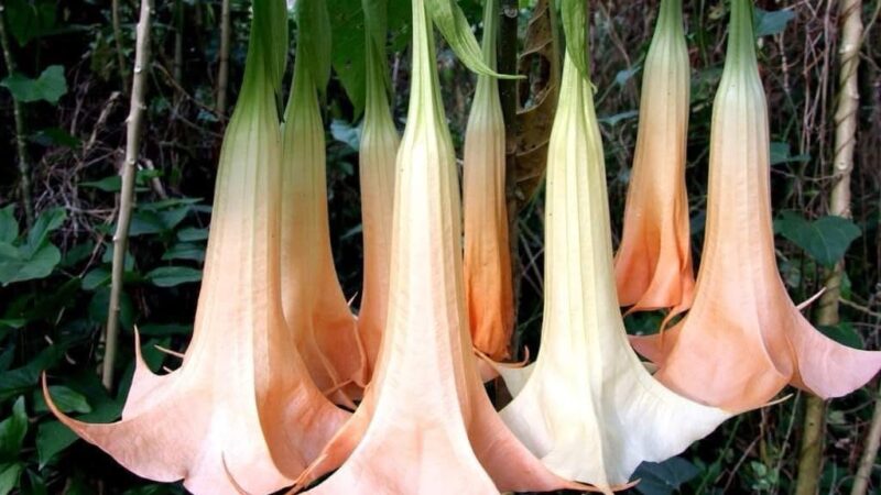 Bonita pero peligrosa; El Floripondio o Xochitl Campana