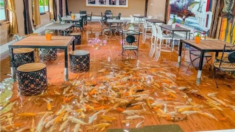Cafetería con peces koi en Tailandia: una experiencia única